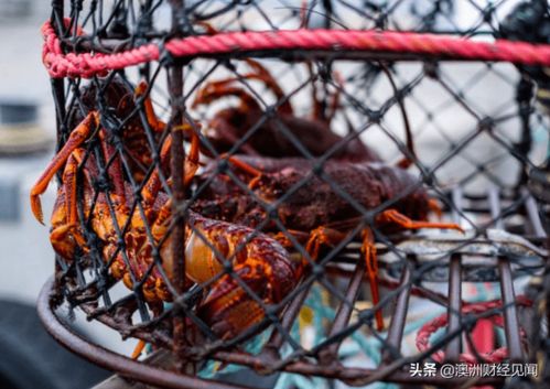 青州香烟市场现状及批发联系方式查询指南 - 1 - 635香烟网