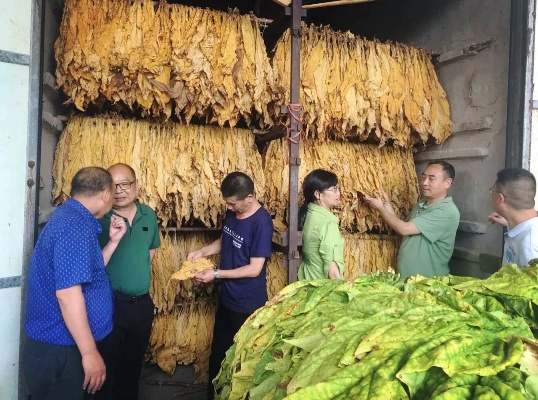 云霄香烟品质探秘，源自何地的烟叶更受欢迎？ - 1 - 635香烟网