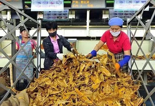 云霄香烟品质探秘，源自何地的烟叶更受欢迎？ - 2 - 635香烟网
