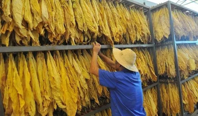 云霄香烟品质探秘，源自何地的烟叶更受欢迎？ - 4 - 635香烟网