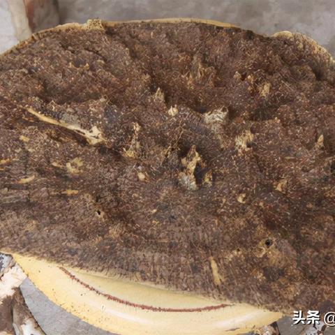 探索宝岛一品沉香的奥秘，从历史到现代的传承与鉴赏 - 1 - www.680860.com微商资讯网