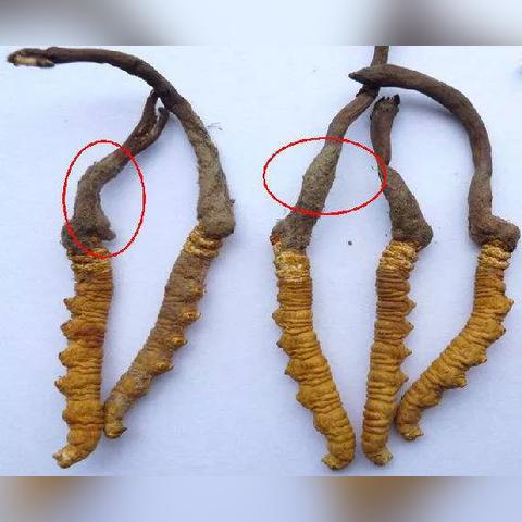惊喜发现！冬虫夏草超值优惠，40元起！ - 2 - www.680860.com微商资讯网