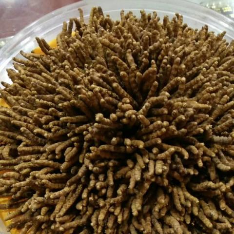 惊喜发现！冬虫夏草超值优惠，40元起！ - 3 - www.680860.com微商资讯网