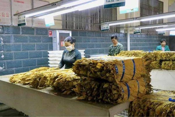 精选烟叶批发平台，一站式采购体验 - 1 - www.680860.com微商资讯网
