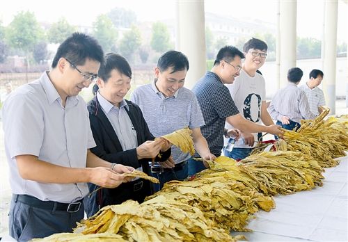 精选烟叶批发平台，一站式采购体验 - 3 - www.680860.com微商资讯网