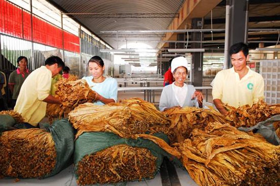 精选烟叶批发平台，一站式采购体验 - 4 - www.680860.com微商资讯网