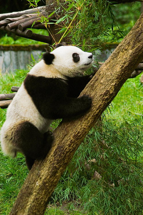 大熊猫香烟，免税政策下的中国烟草市场 - 1 - www.680860.com微商资讯网