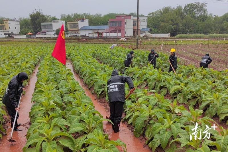 独家报道！免税香烟厂价直销“花花公子”