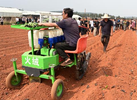 深度解析娇子盛世天娇香烟的市场价格解析