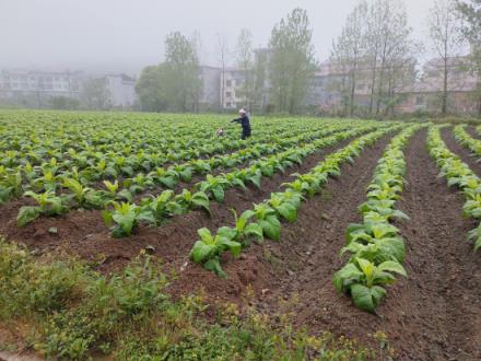 探索金圣China瓷香烟的批发奥秘