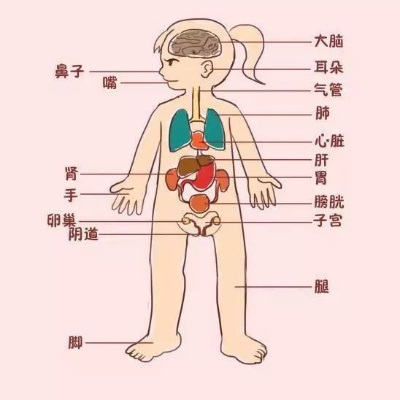 探索人体奥秘，从细胞到器官的奇妙之旅 - 2 - www.680860.com微商资讯网