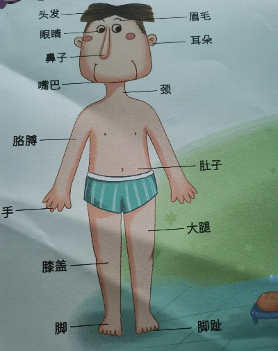 探索人体奥秘，从细胞到器官的奇妙之旅 - 1 - www.680860.com微商资讯网