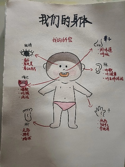 探索人体奥秘，从细胞到器官的奇妙之旅 - 3 - www.680860.com微商资讯网