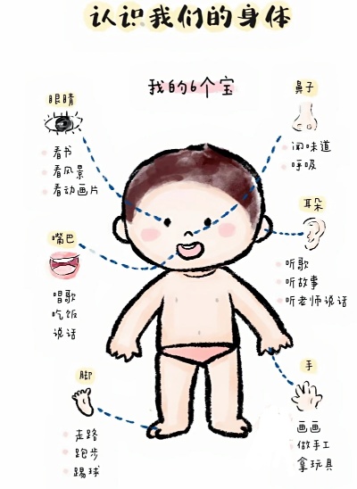 探索人体奥秘，从细胞到器官的奇妙之旅 - 5 - www.680860.com微商资讯网
