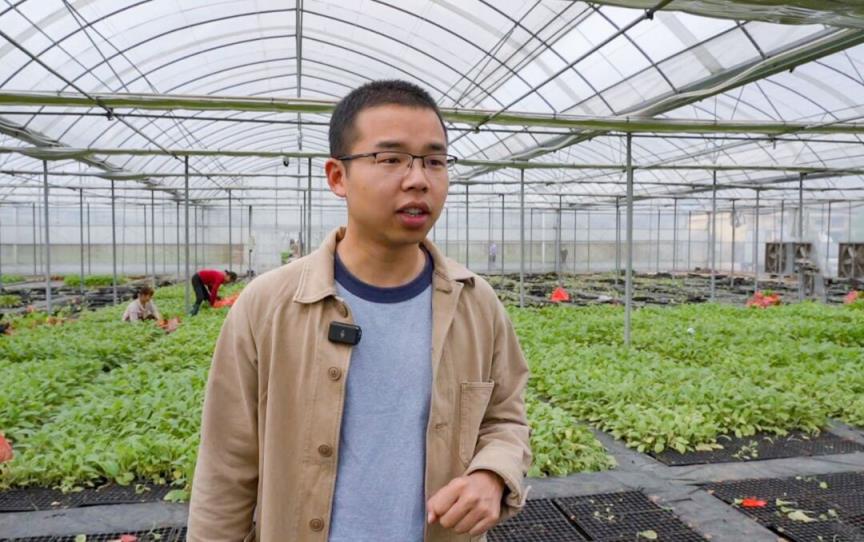 细探黄鹤楼福禄寿禧·福香烟的批发奥秘