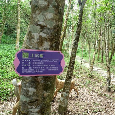 宝岛一品沉香的鉴赏与价值 - 2 - www.680860.com微商资讯网
