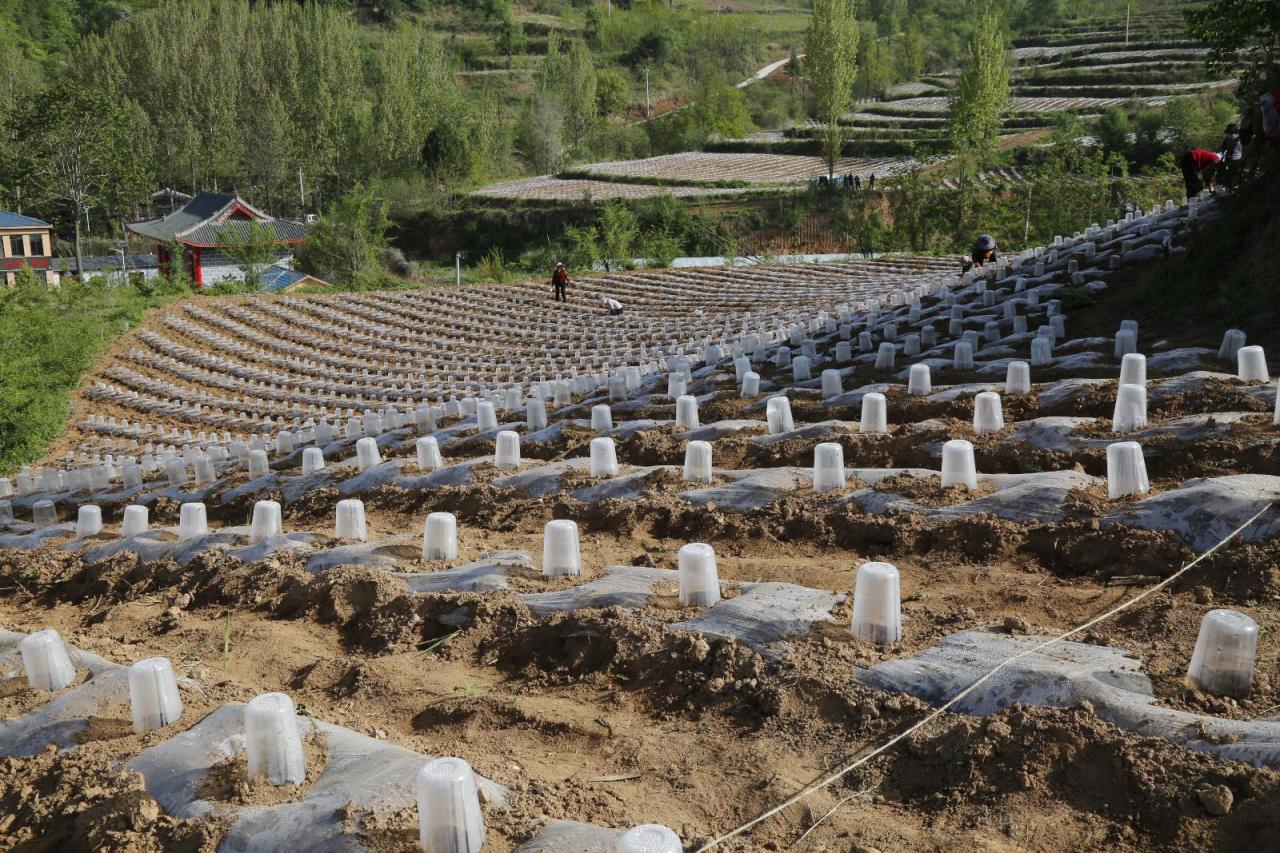 独家报道！香烟批发厂家直销！“民族崛起”